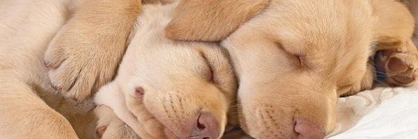 Reden Dijk Zullen Verzorging van teven en pups | klaver4dieren